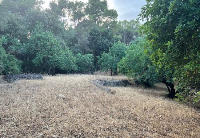 Finca in Moscari - Finca en Moscari Finca in Moscari - Finca en Moscari