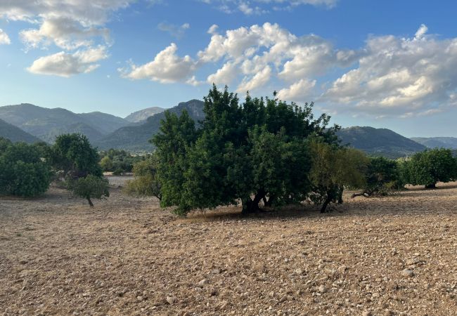 Finca in Moscari - Finca en Moscari Finca in Moscari - Finca en Moscari