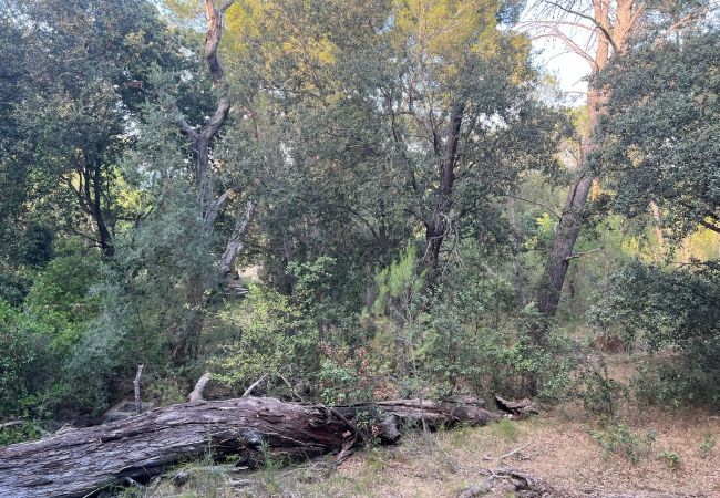 Finca in Moscari - Finca en Moscari Finca in Moscari - Finca en Moscari