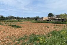 Finca in Llubi - finca rústica en Llubi