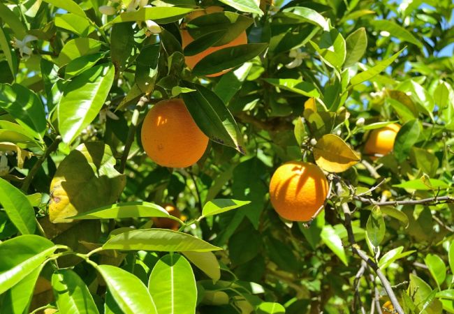 Country house in Sineu - 128 Finca Son Rossinyol ETV/10657 by Mallorca Char Country house in Sineu - 128 Finca Son Rossinyol ETV/10657 by Mallorca Char