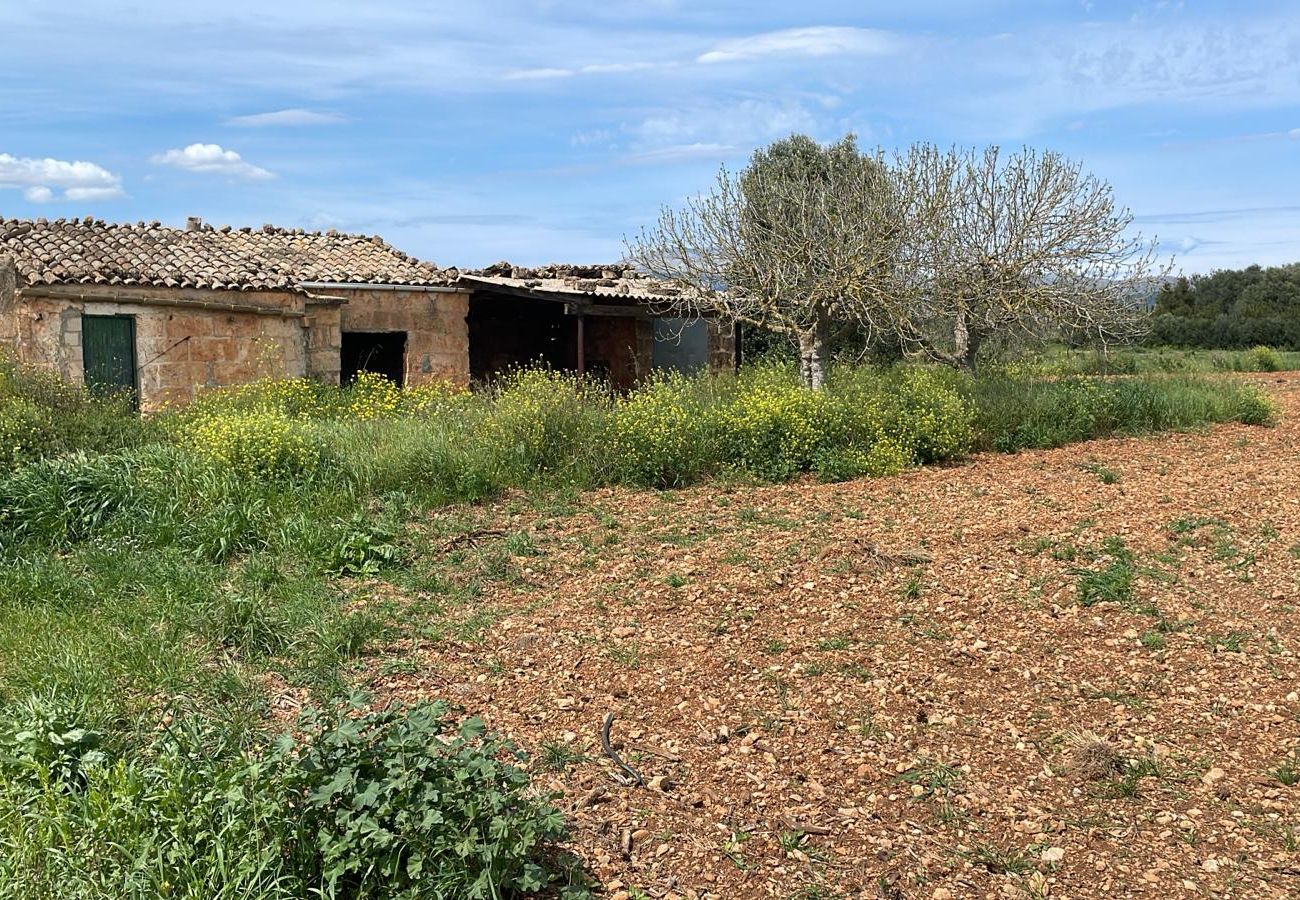 Country house in Llubi - finca rústica en Llubi