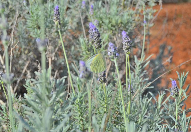 Domaine à Santa Margalida - 099 Villa Can Burguet ETV/6452 by Mallorca Charme Domaine à Santa Margalida - 099 Villa Can Burguet ETV/6452 by Mallorca Charme