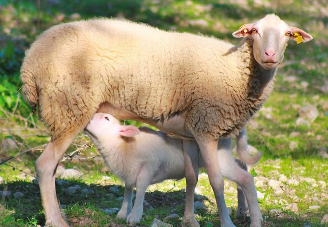 Maison à Muro - 002 Casa Can Salroig ETV/12975 by Mallorca Charm Maison à Muro - 002 Casa Can Salroig ETV/12975 by Mallorca Charm