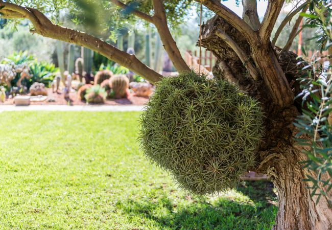 Domaine à Palma de Mallorca - S`ARANJASSA 224853 Domaine à Palma de Mallorca - S`ARANJASSA 224853