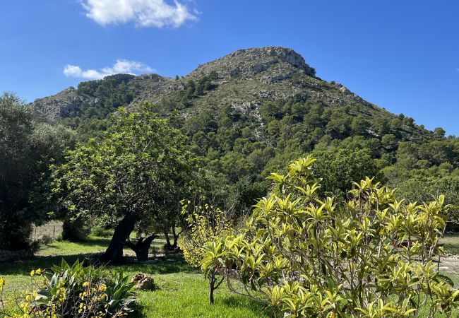 Domaine à Alcúdia - Finca Rústica en son fe con 3 casas Domaine à Alcúdia - Finca Rústica en son fe con 3 casas